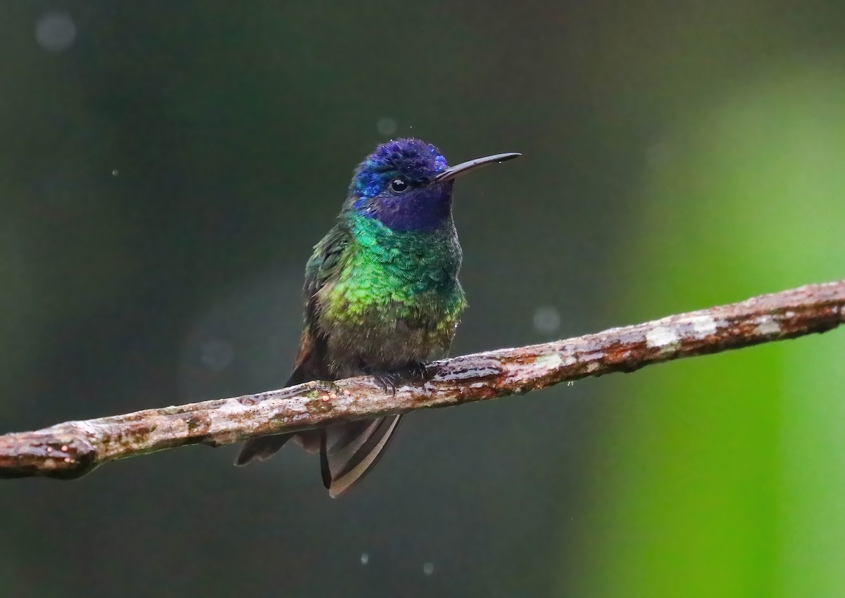 Golden-tailed Sapphire - ML646413661