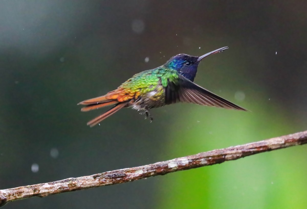 Golden-tailed Sapphire - ML646413662