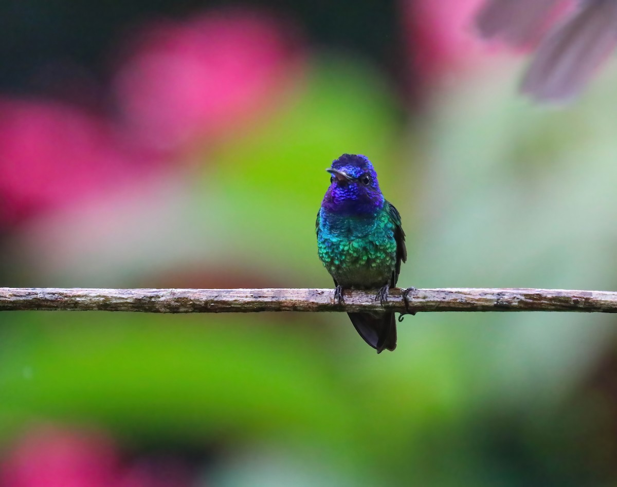 Golden-tailed Sapphire - ML646413663