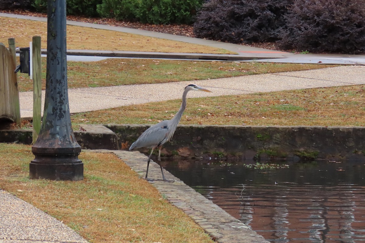 Great Blue Heron - ML646413664