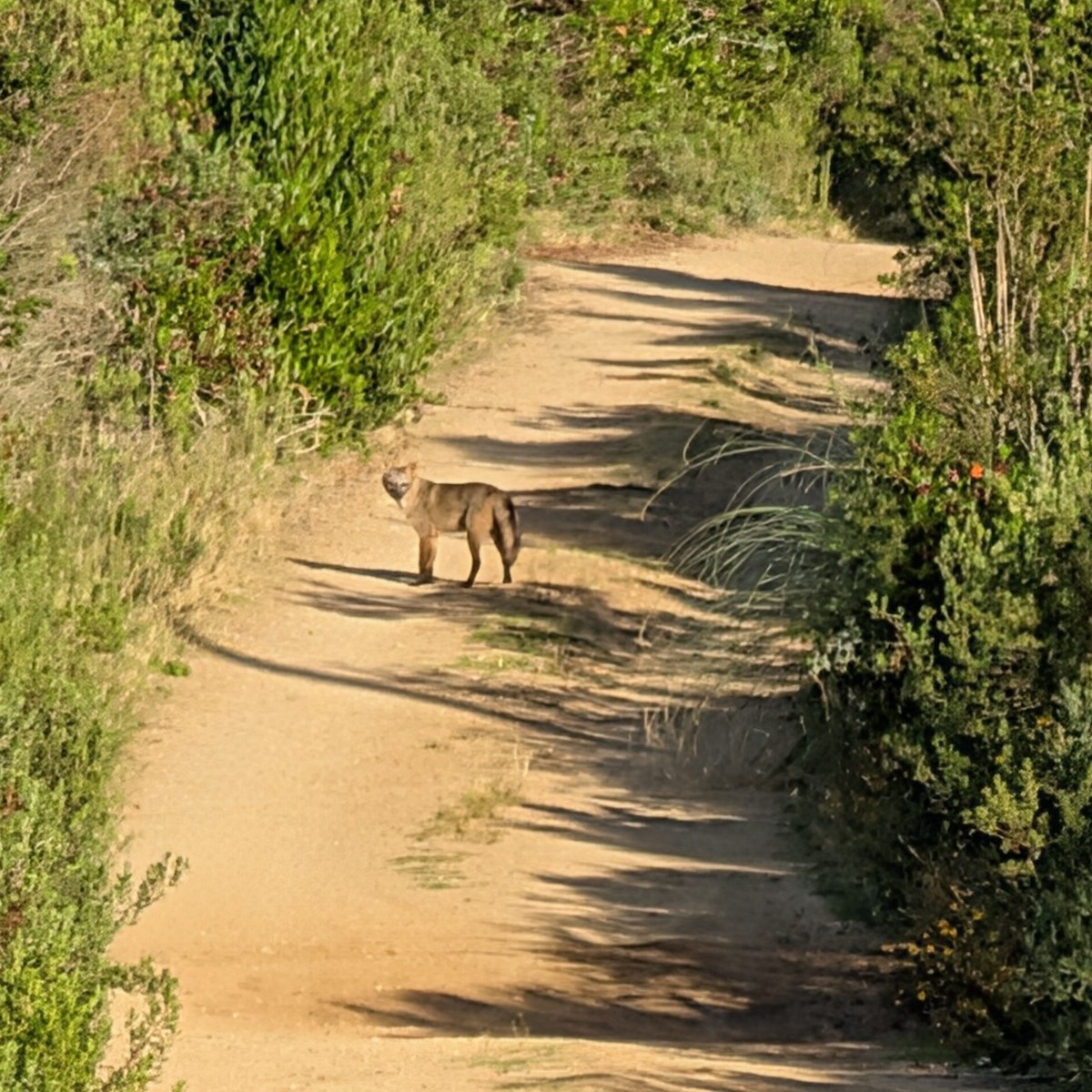 Animales - ML646413665