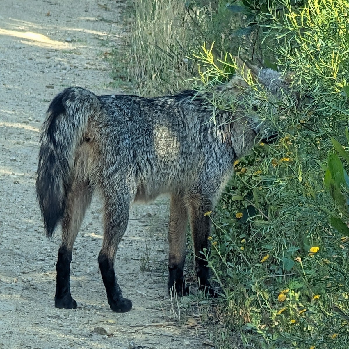 Animales - ML646413666