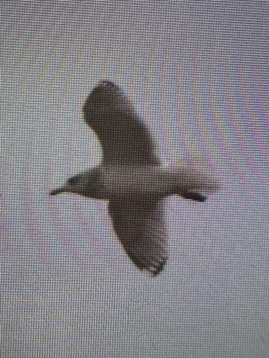 Iceland Gull - ML646413667