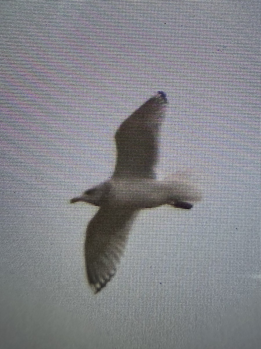Iceland Gull - ML646413668
