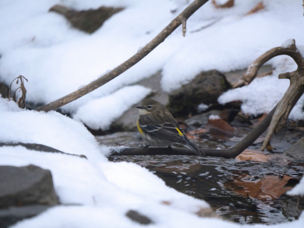 Yellow-rumped Warbler - ML646413669
