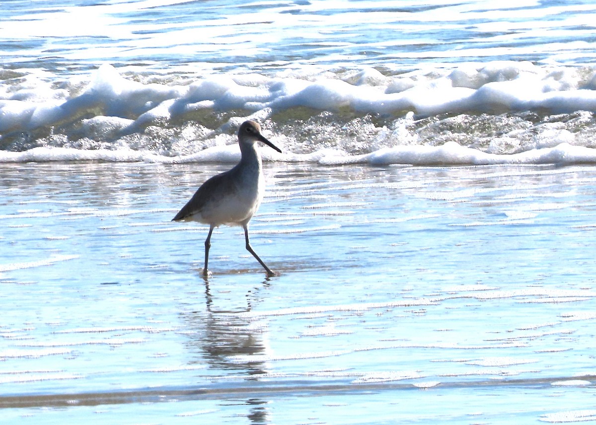 Willet - ML646413671