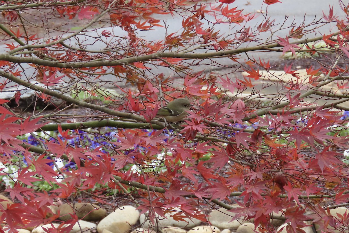 králíček americký - ML646413672