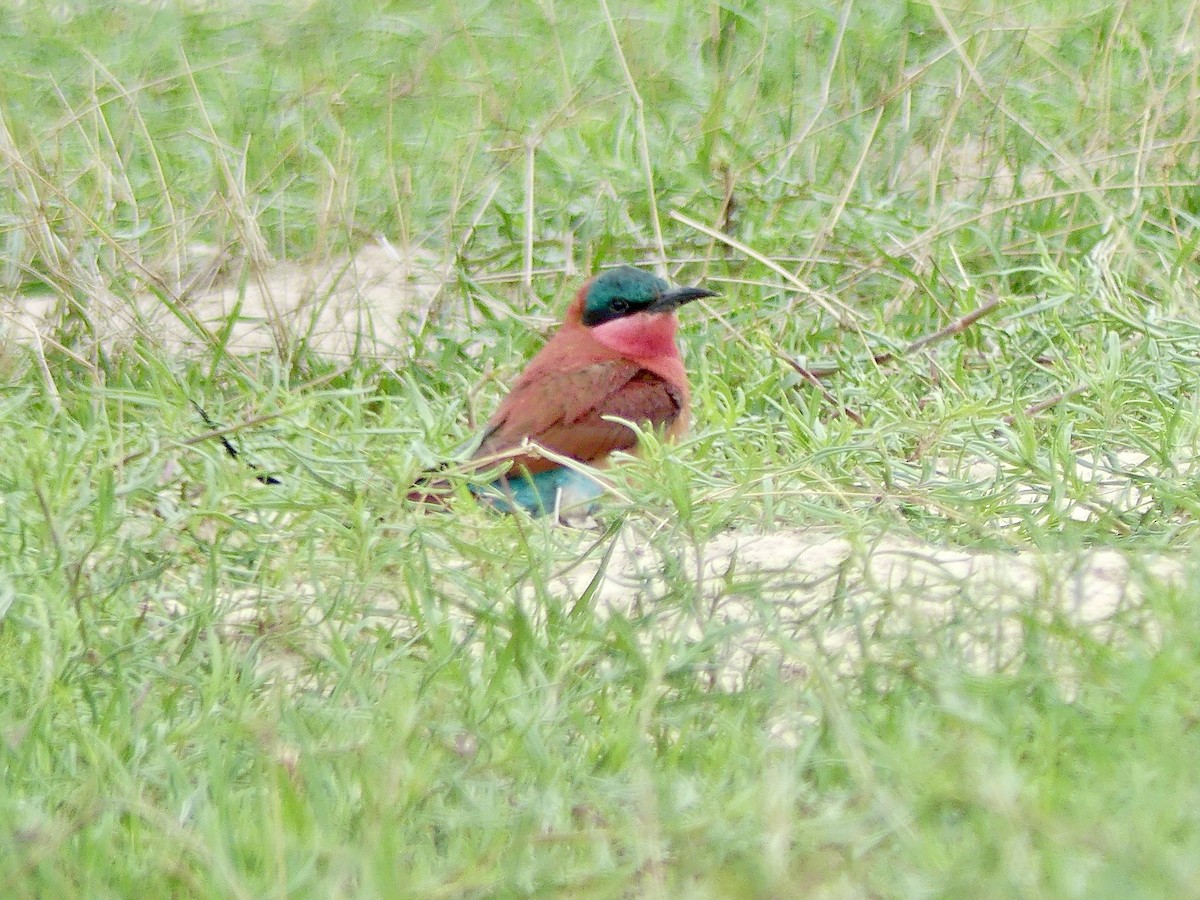 Southern Carmine Bee-eater - ML646413677