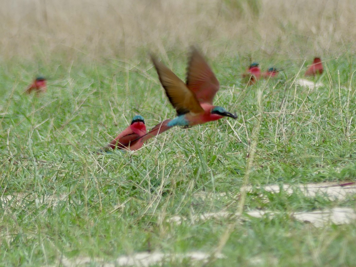 Southern Carmine Bee-eater - ML646413678