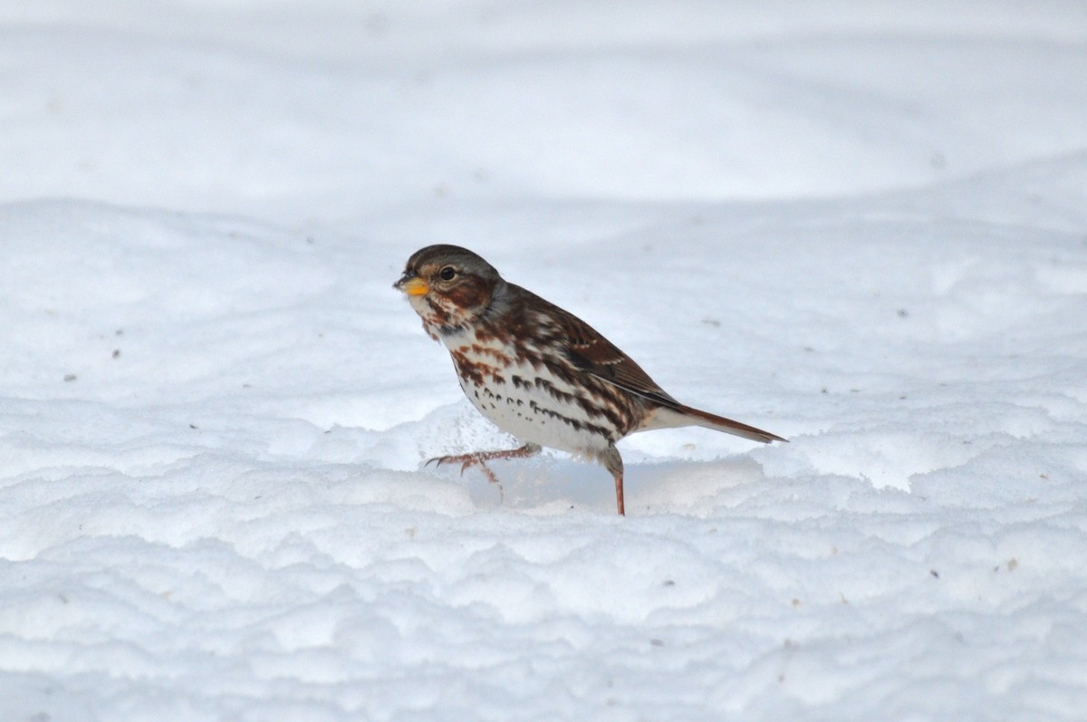 Fox Sparrow (Red) - ML646413680