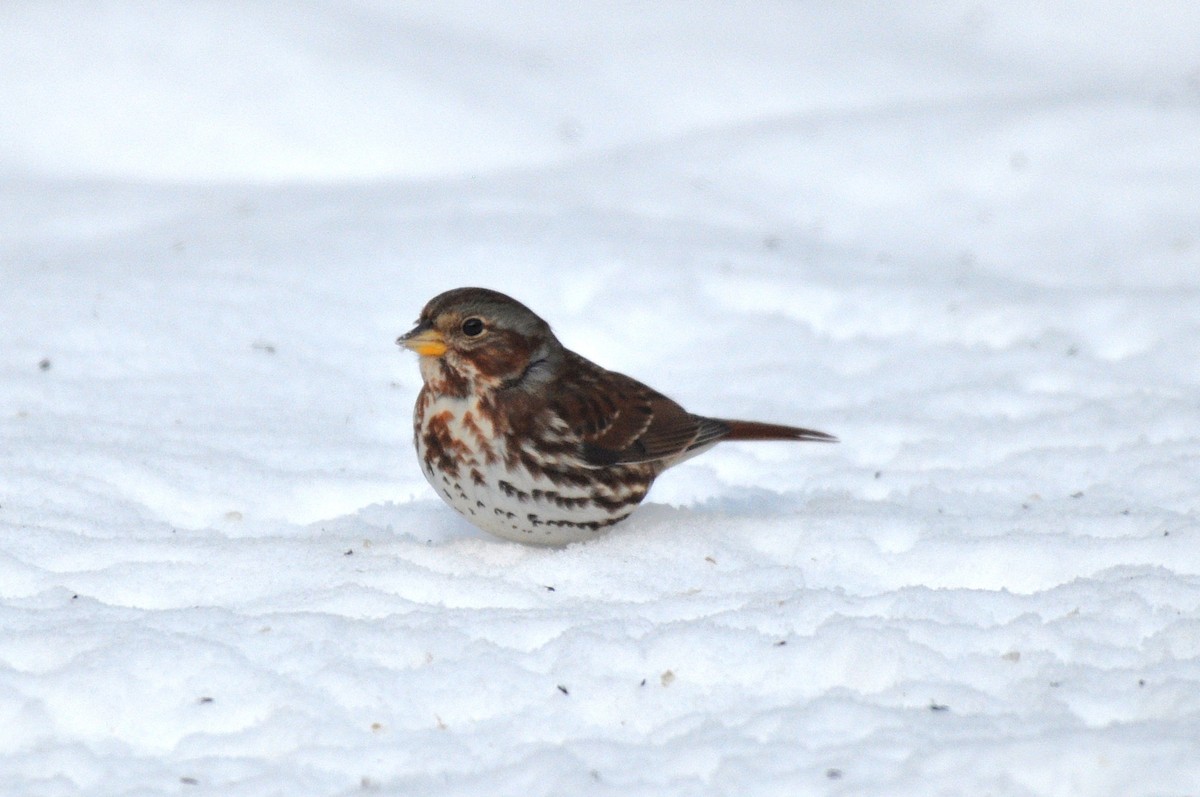 Fox Sparrow (Red) - ML646413681