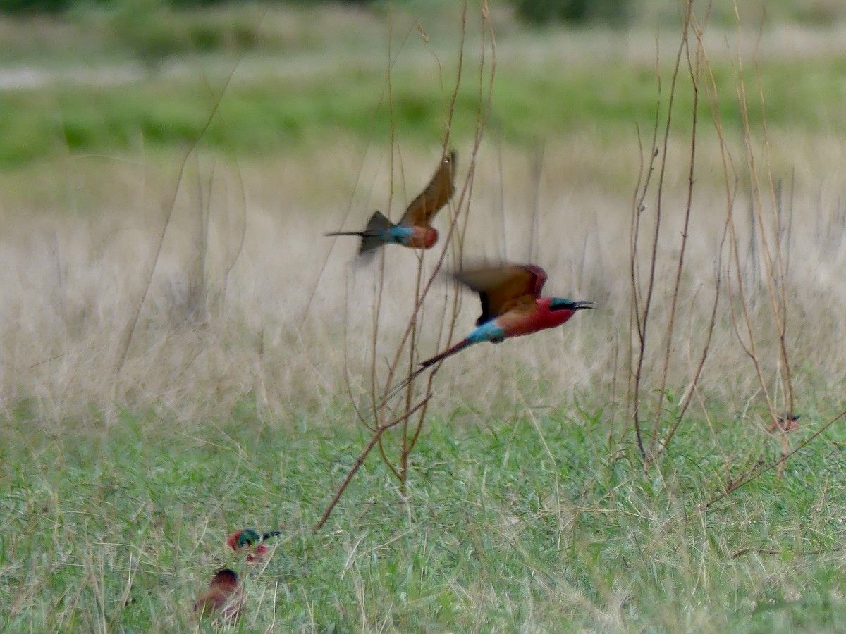 Southern Carmine Bee-eater - ML646413682