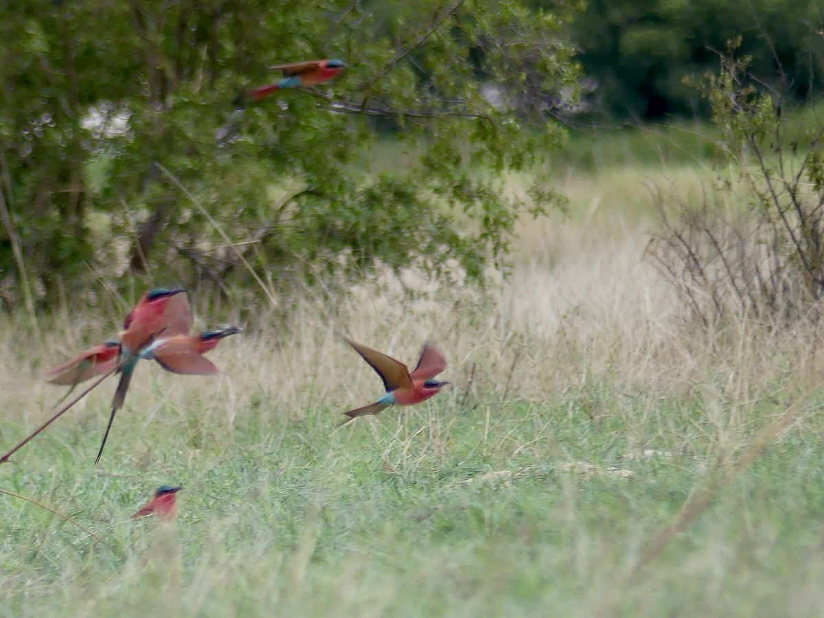 Southern Carmine Bee-eater - ML646413683