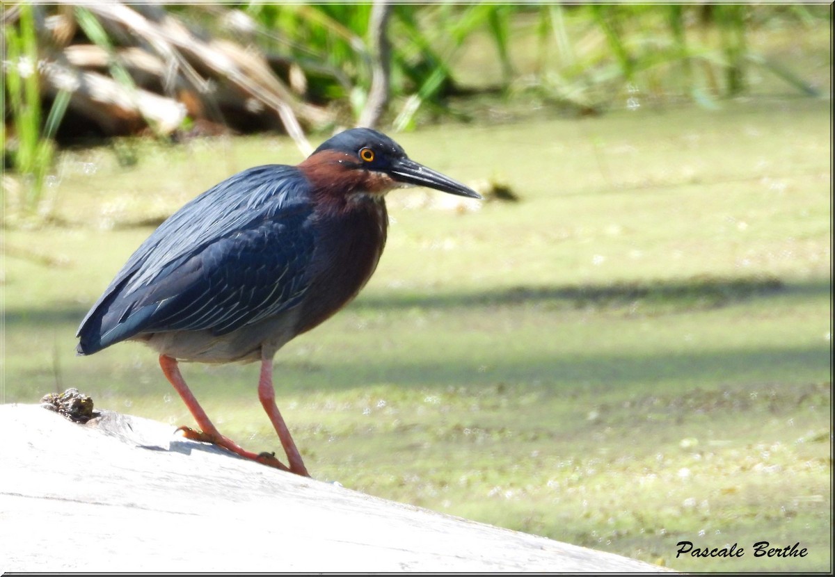 Green Heron - ML646413684