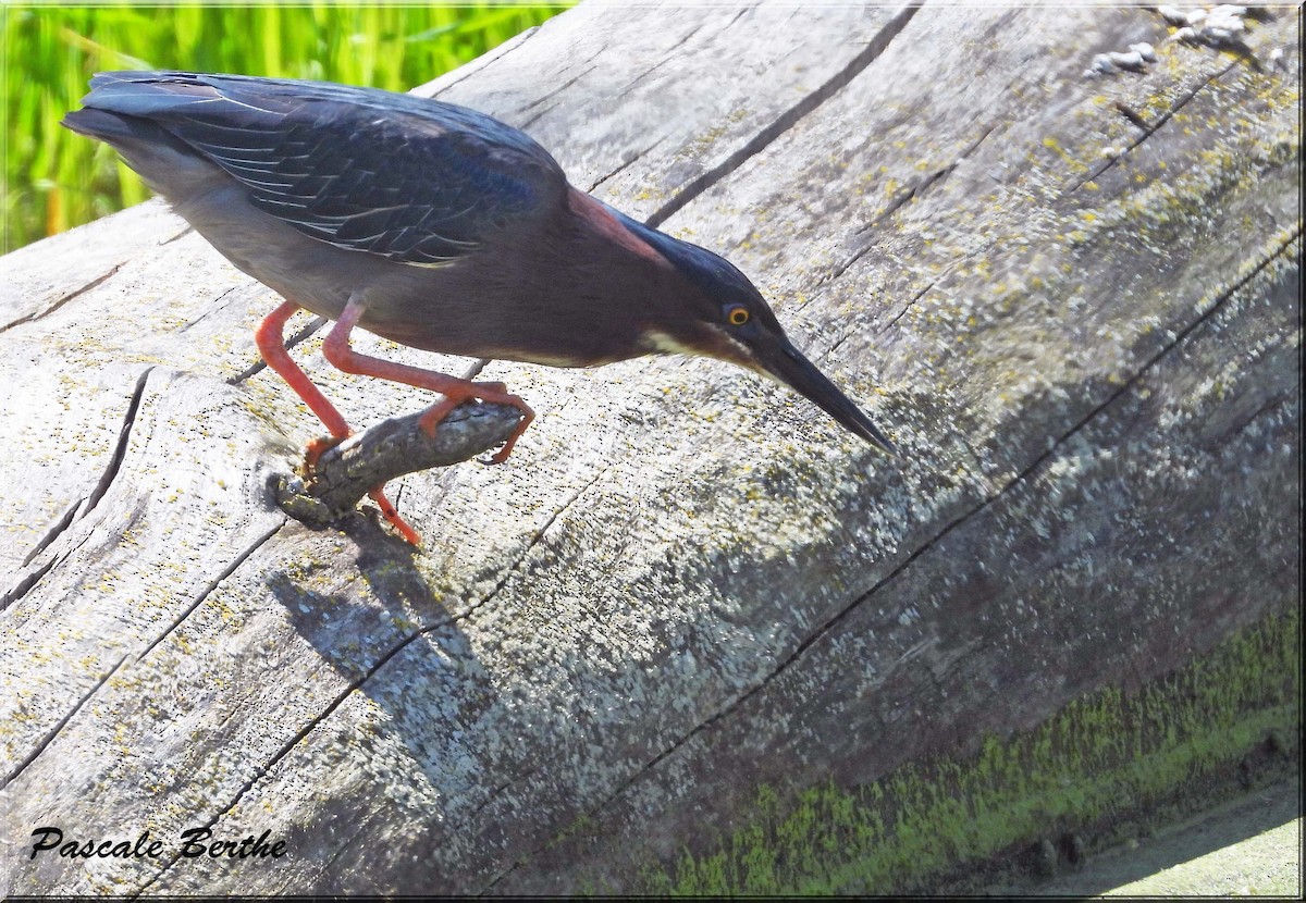 Green Heron - ML646413685