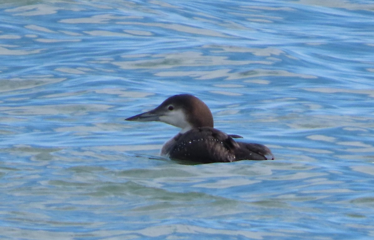 Common Loon - ML646413686