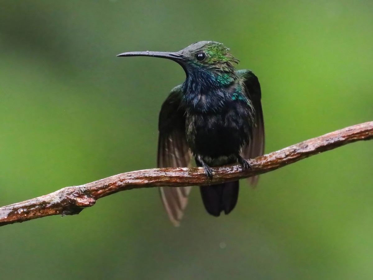 Black-throated Mango - ML646413687