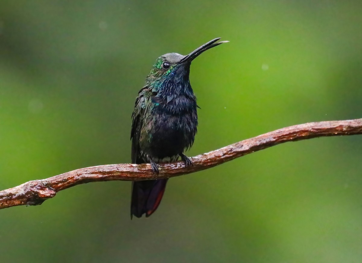 Black-throated Mango - ML646413688