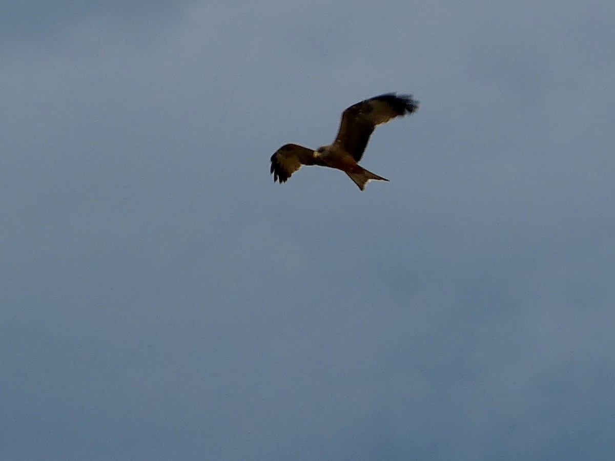 Black Kite (Yellow-billed) - ML646413689