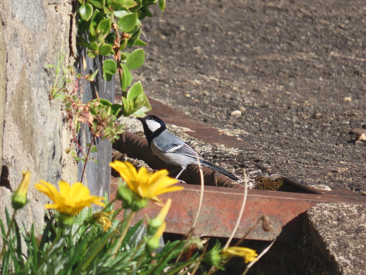 Asian Tit - ML646413695