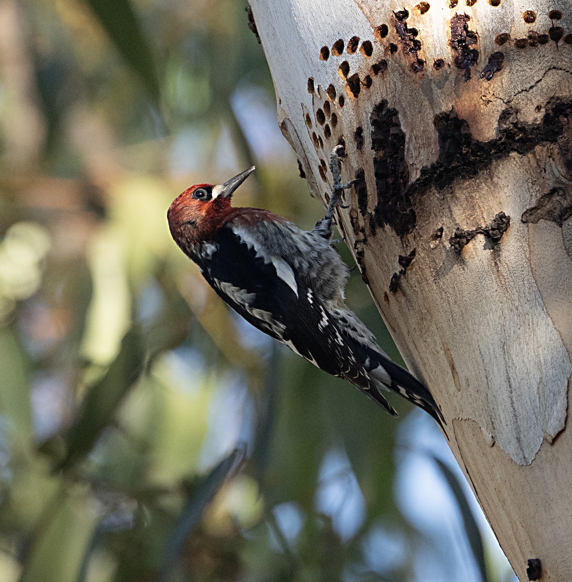 Chupasavia Pechirrojo - ML646413696