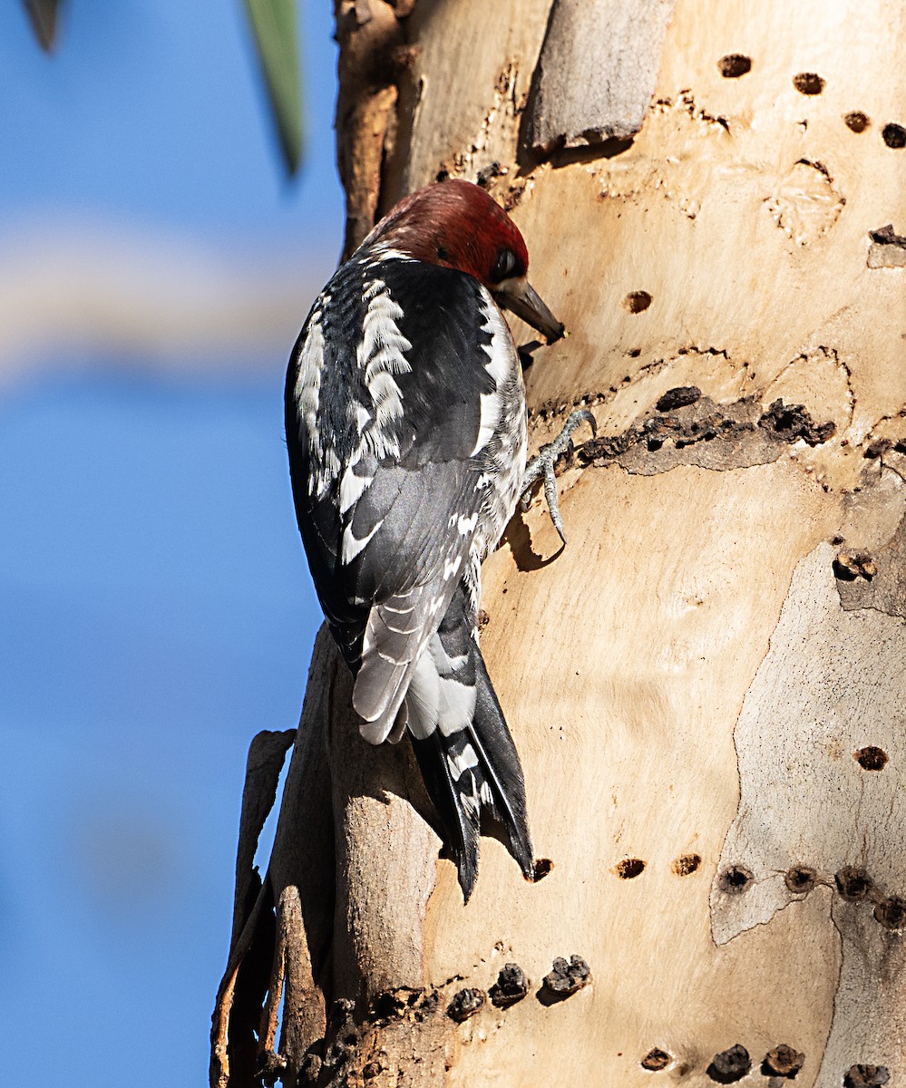 Chupasavia Pechirrojo - ML646413697