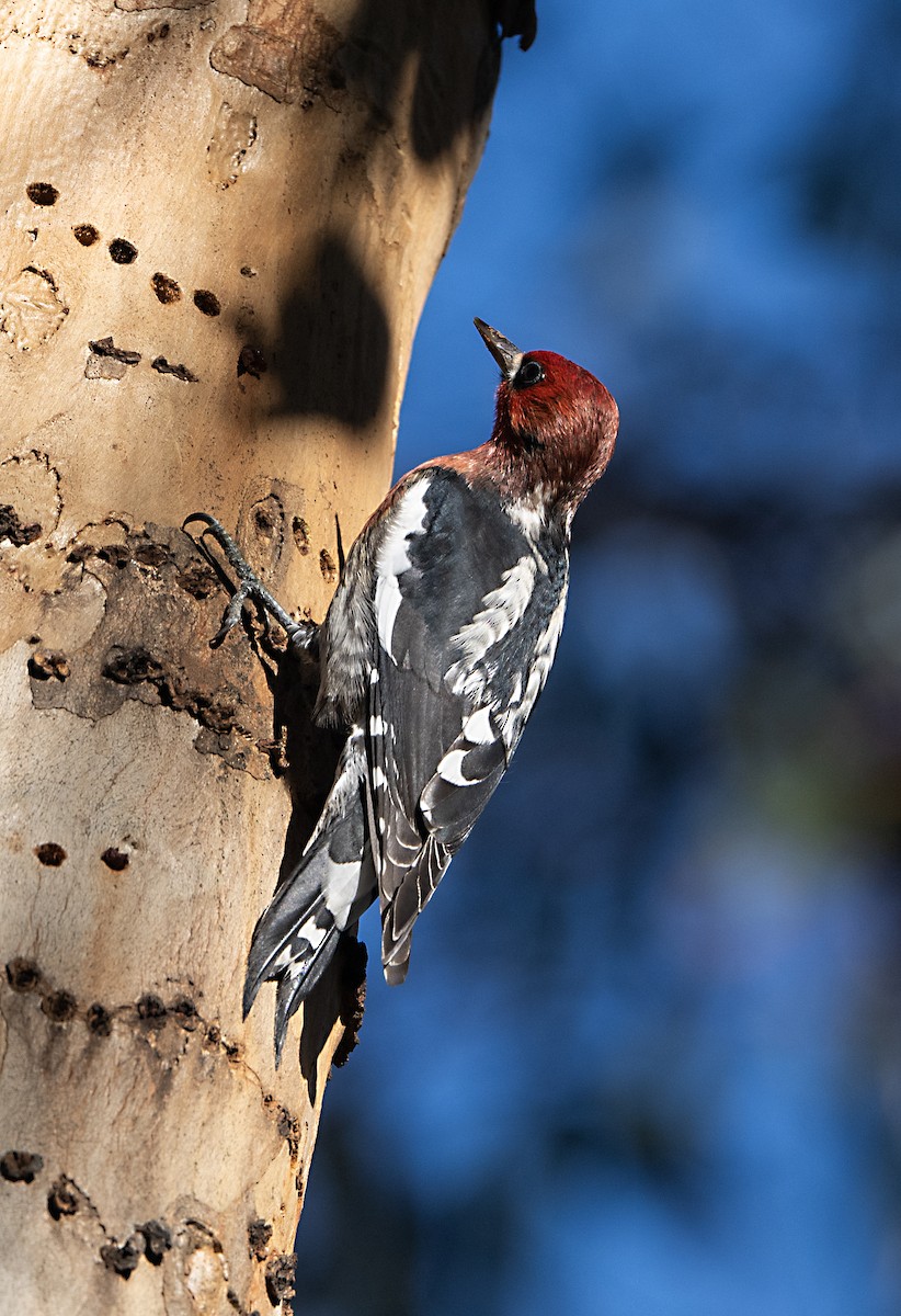 Chupasavia Pechirrojo - ML646413698