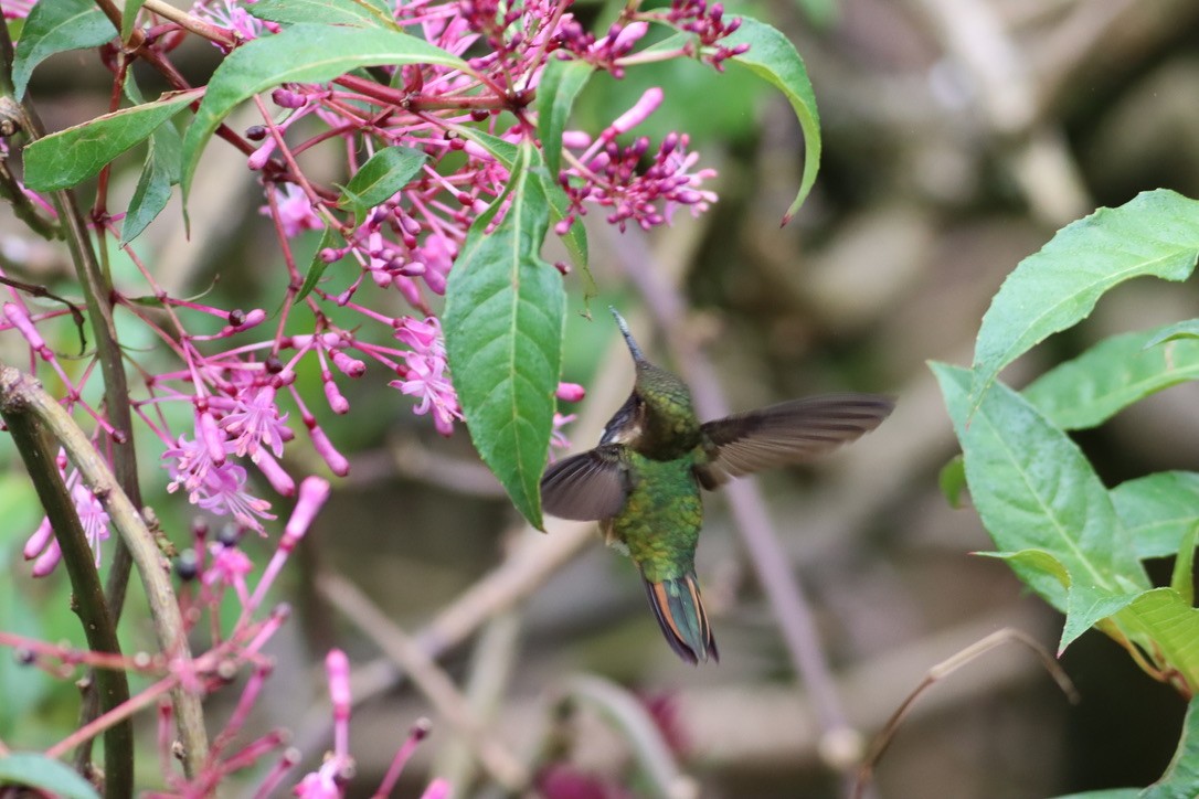 バラエリフトオハチドリ - ML646413699