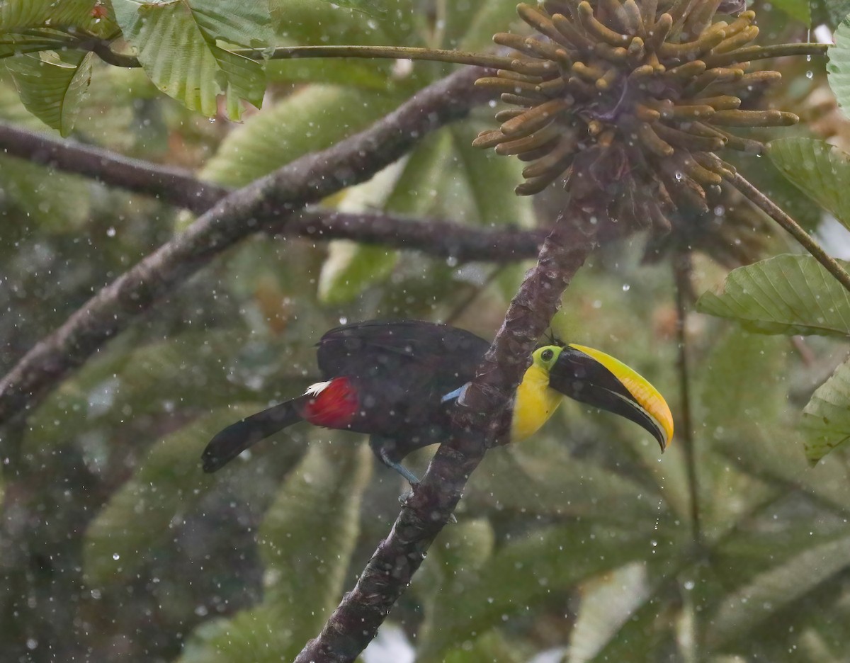 Yellow-throated Toucan (Black-mandibled) - ML646413701