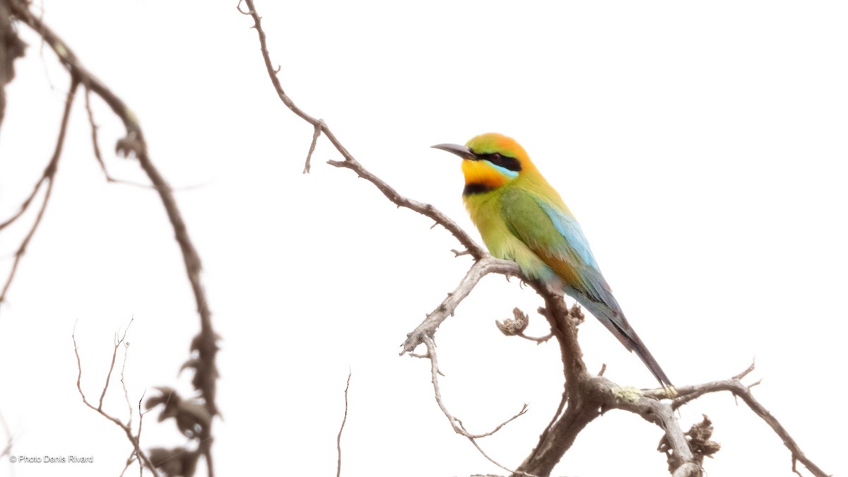 Rainbow Bee-eater - ML646413702