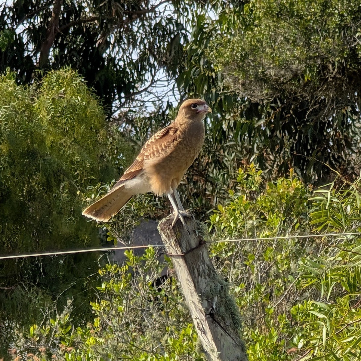 Caracara Chimango - ML646413703
