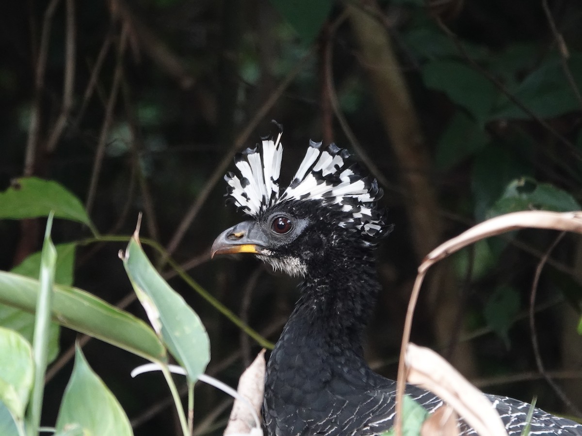 Bare-faced Curassow - ML646413704