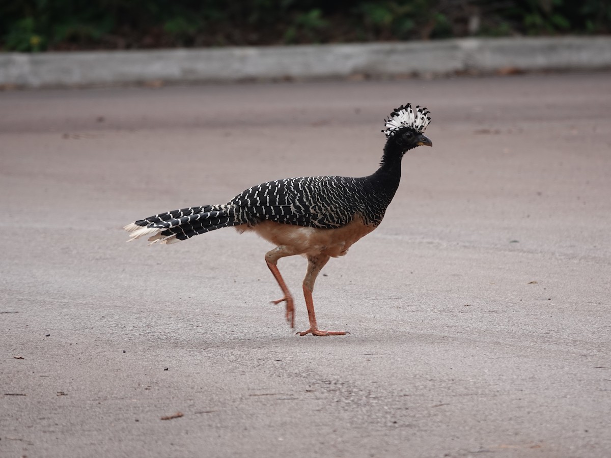 Bare-faced Curassow - ML646413706