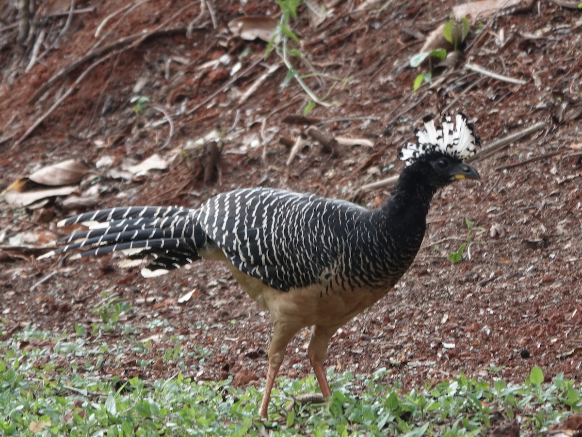 Bare-faced Curassow - ML646413709