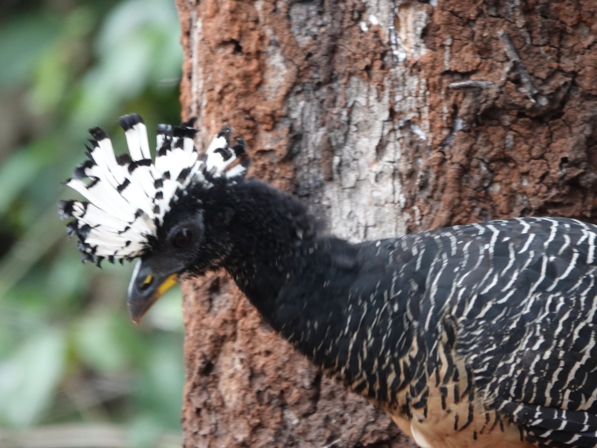 Bare-faced Curassow - ML646413710