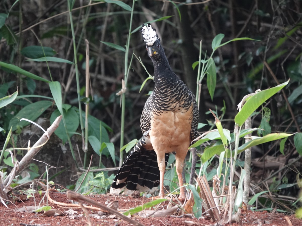 Bare-faced Curassow - ML646413711
