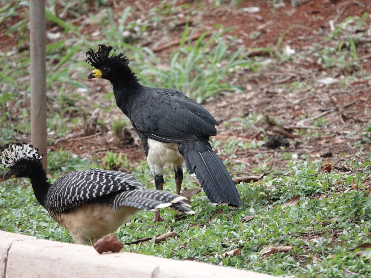 Bare-faced Curassow - ML646413712