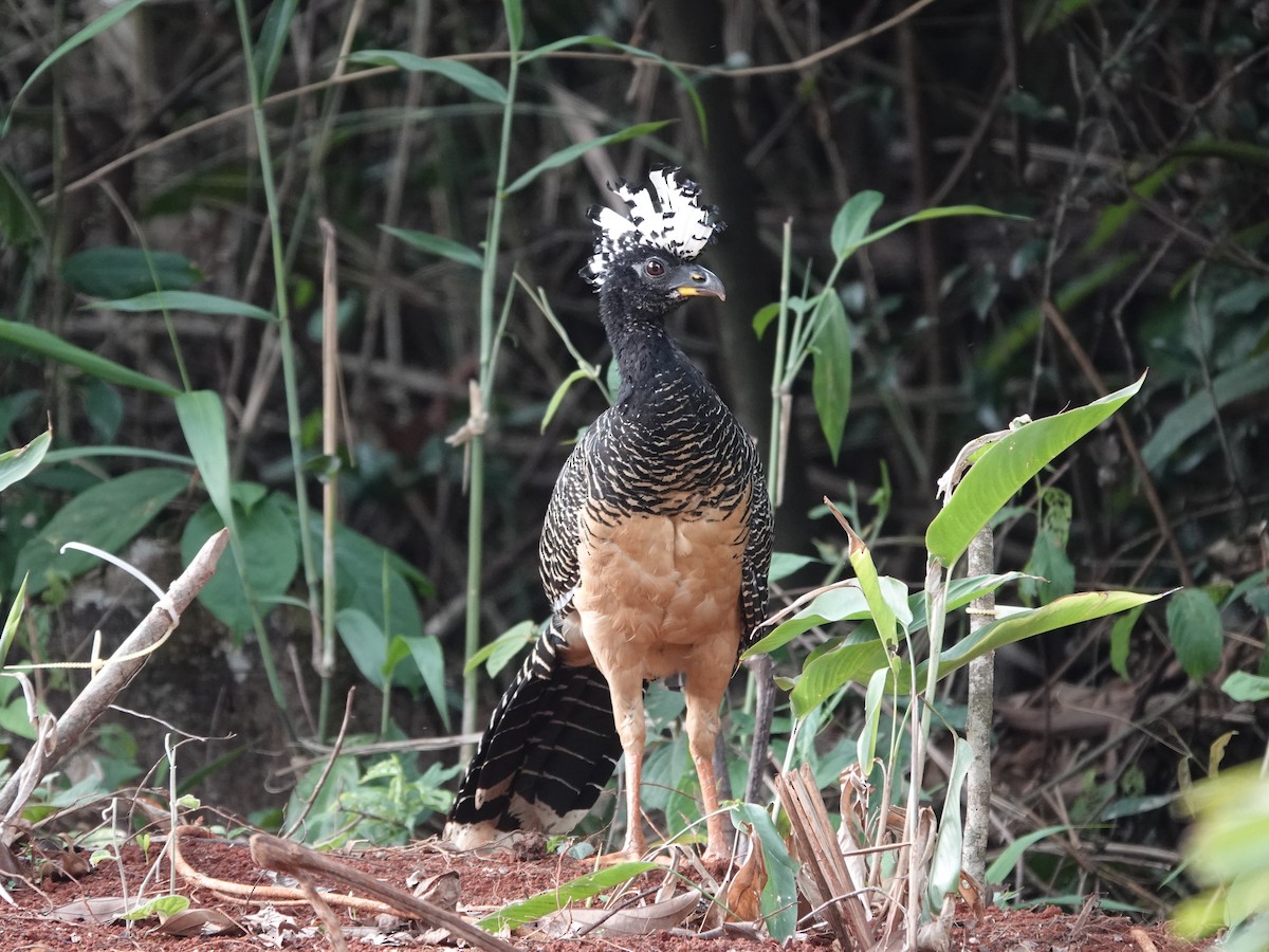 Bare-faced Curassow - ML646413713