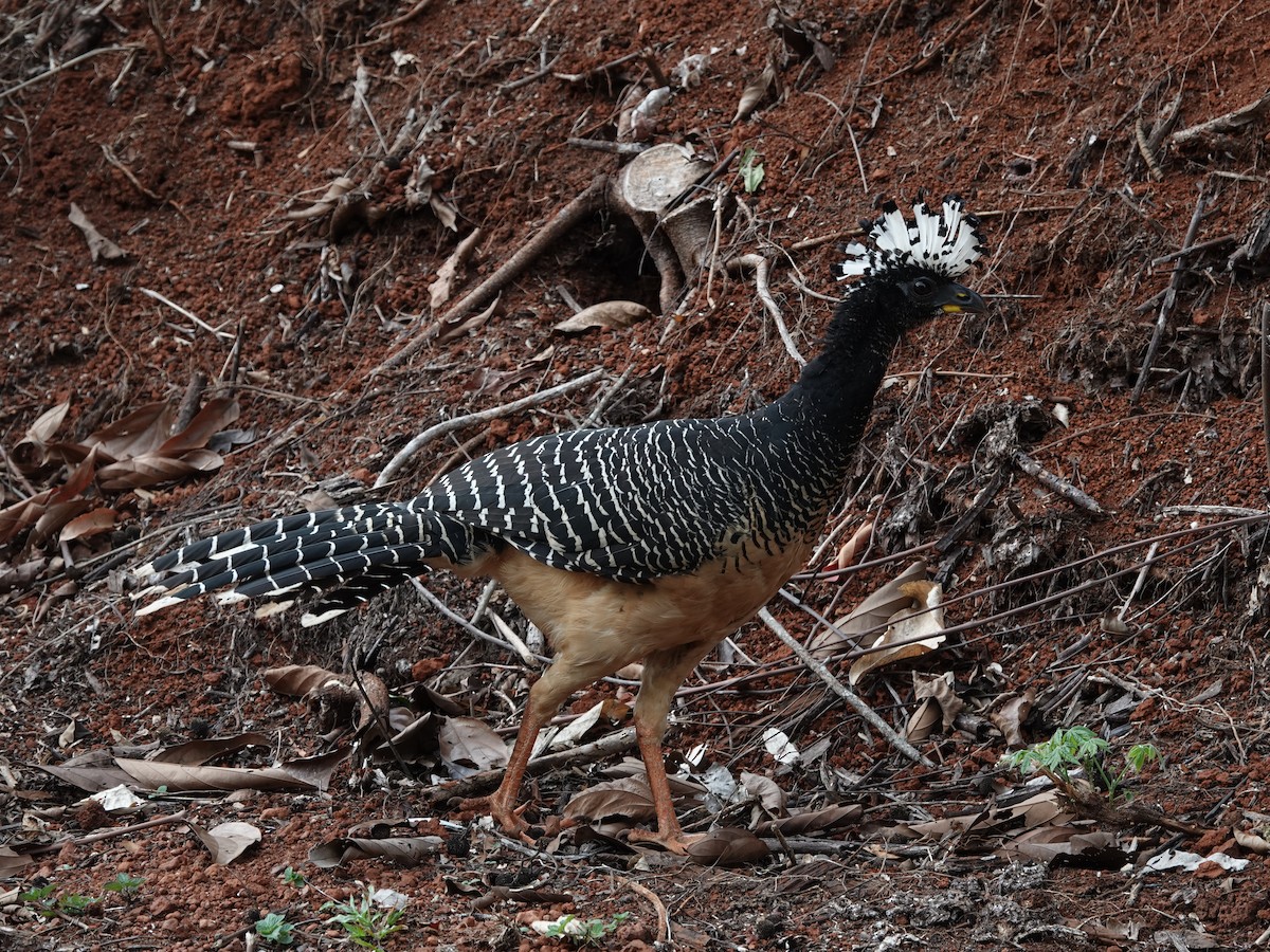 Bare-faced Curassow - ML646413714