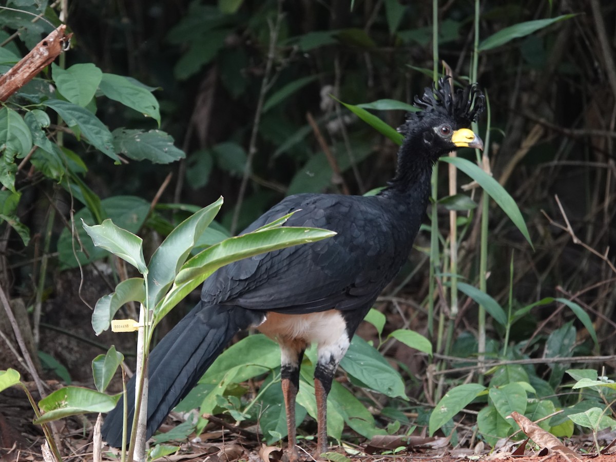 Bare-faced Curassow - ML646413715
