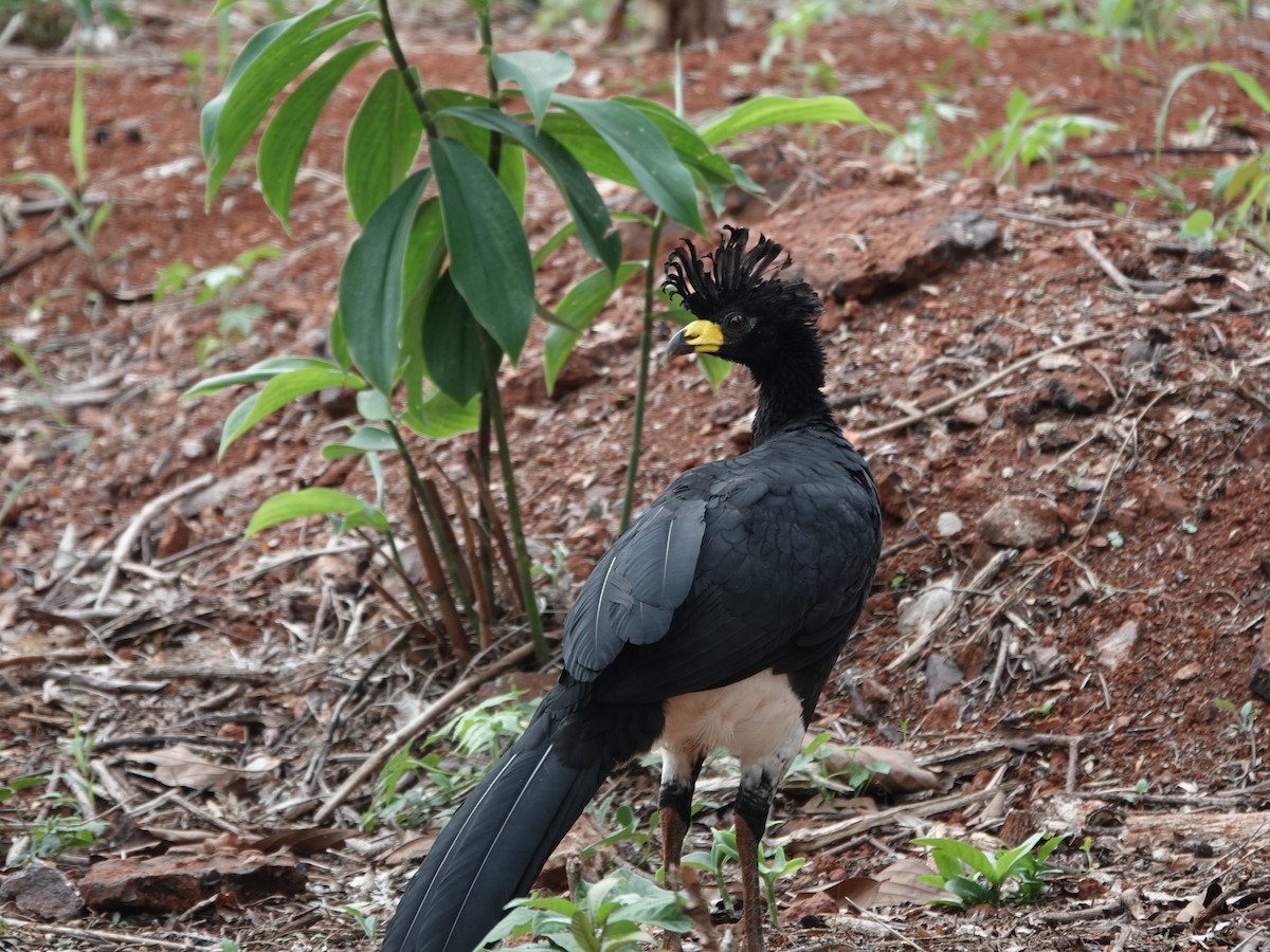 Bare-faced Curassow - ML646413716
