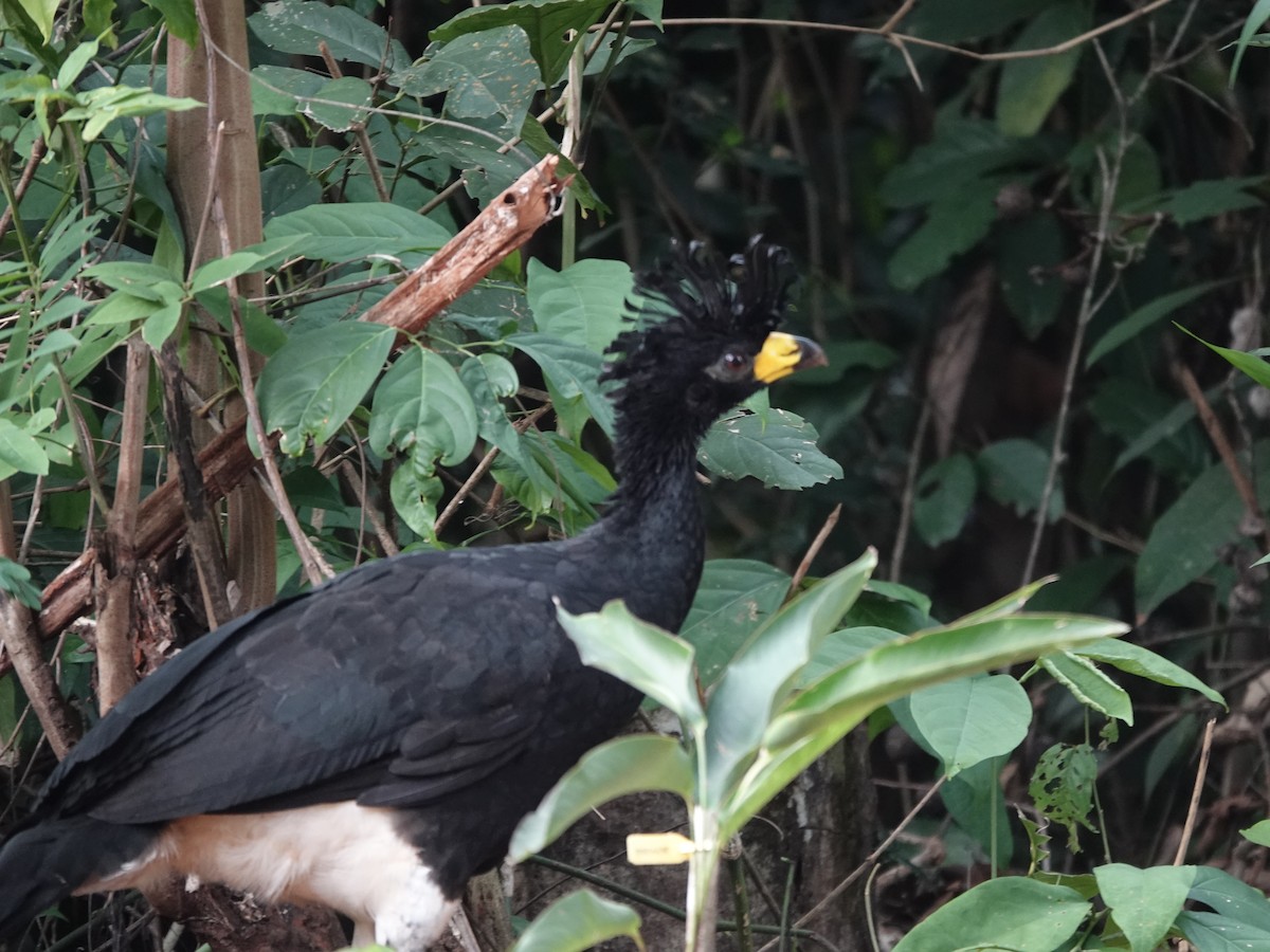 Bare-faced Curassow - ML646413717