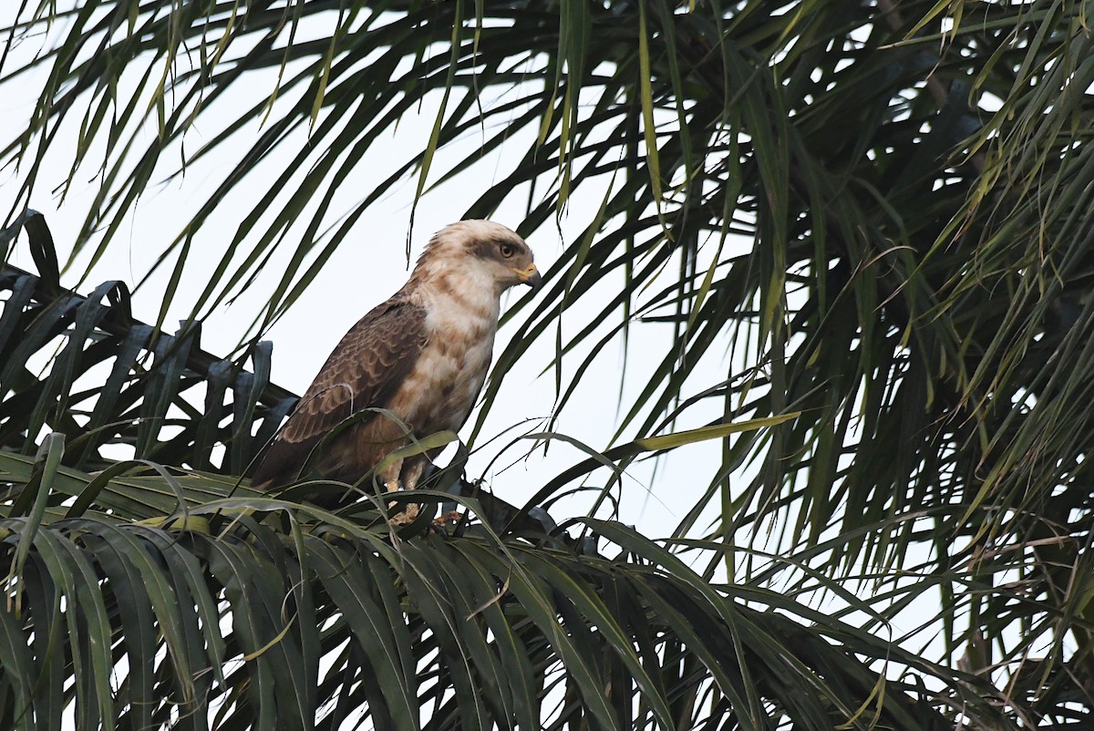 Culebrera Coliblanca - ML646413720