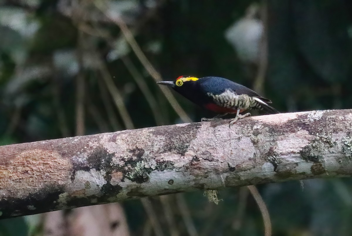 Yellow-tufted Woodpecker - ML646413721