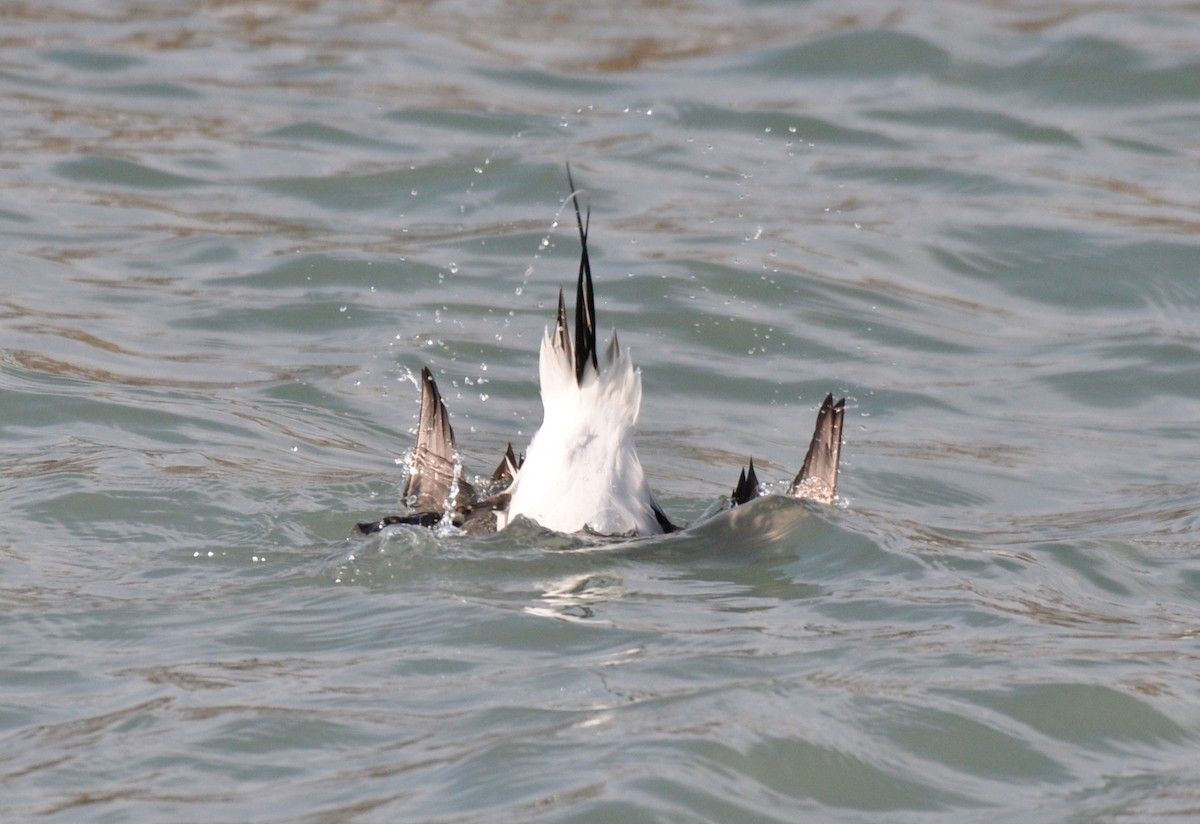 Long-tailed Duck - ML646413723