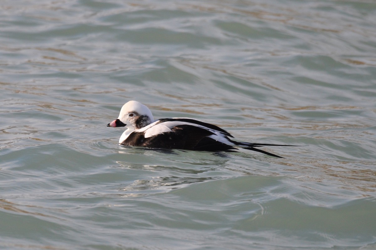 Long-tailed Duck - ML646413724