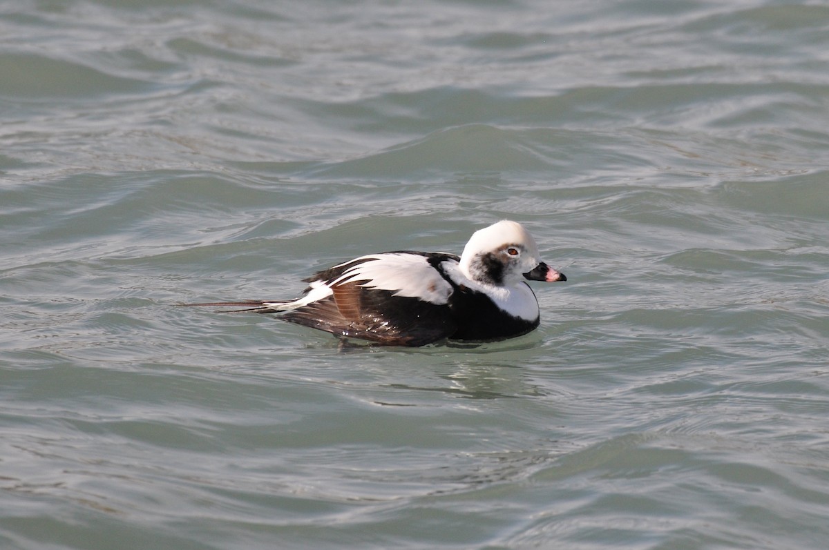 Long-tailed Duck - ML646413725