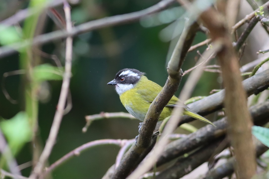 Sooty-capped Chlorospingus - ML646413727