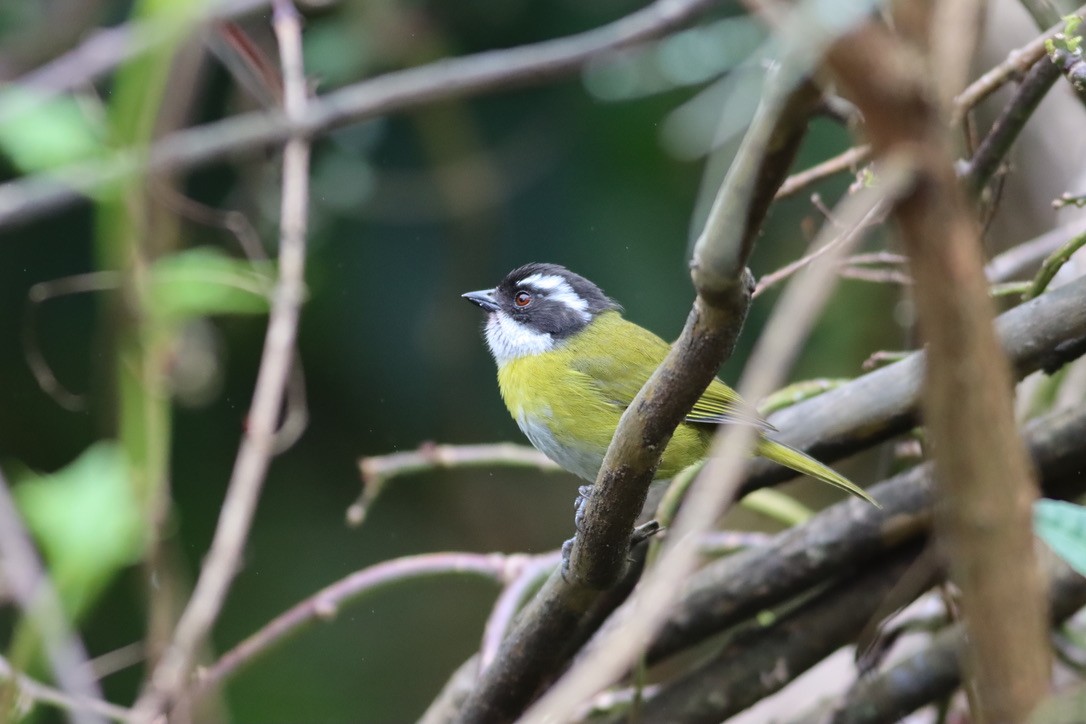 Sooty-capped Chlorospingus - ML646413728