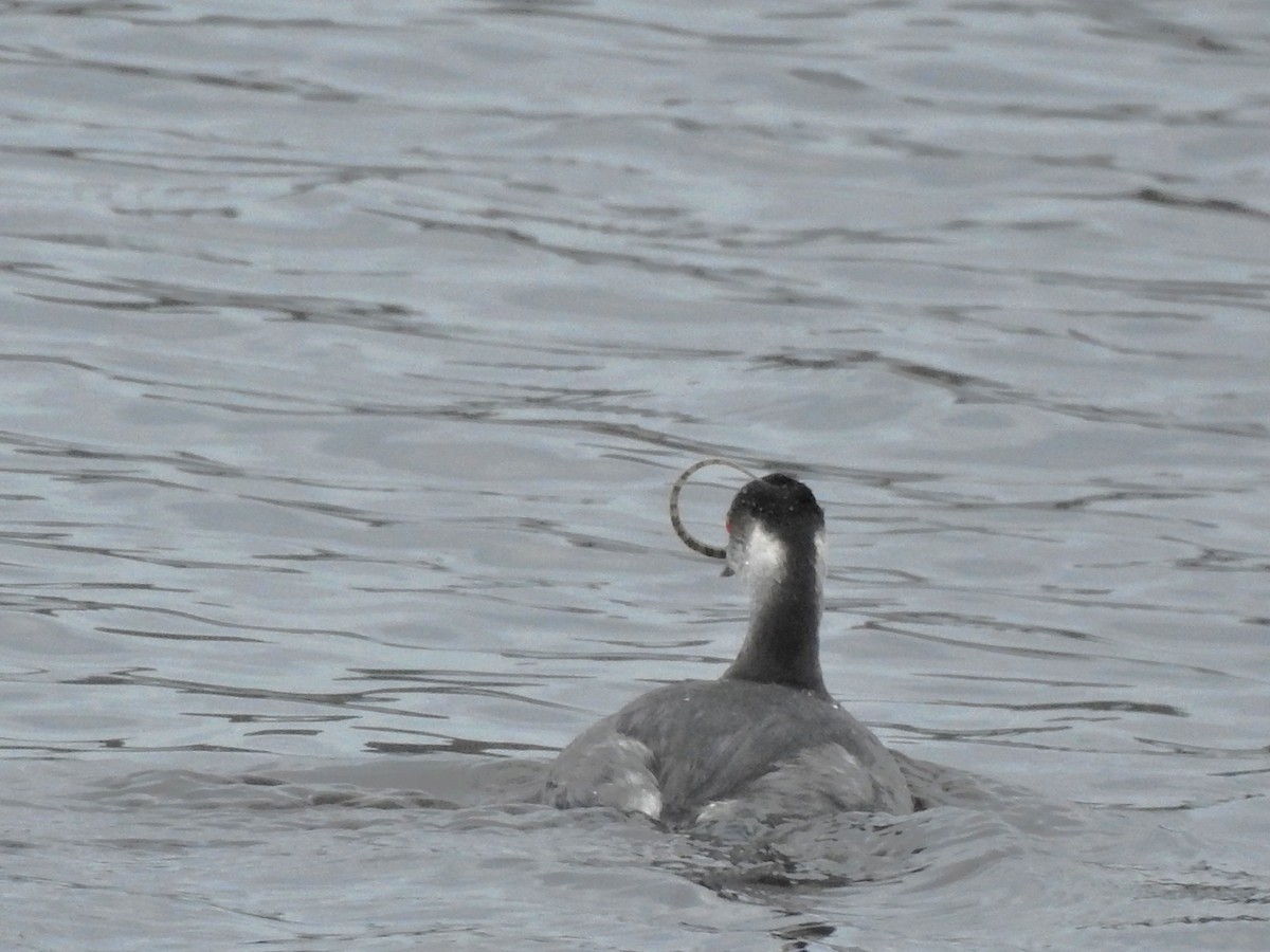 Straightnose Pipefish - ML646413729